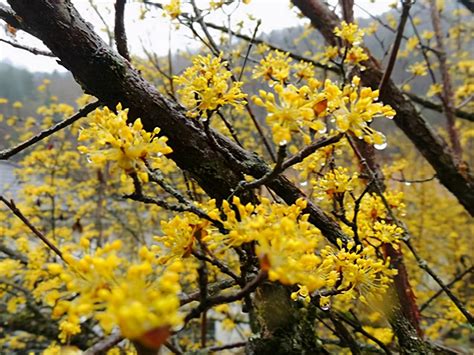 門口避邪|公認的六大辟邪花卉，養在家門口辟邪鎮宅